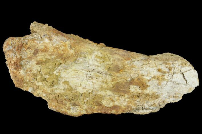 Unidentified, Partial Dinosaur Bone - Aguja Formation, Texas #116732